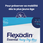 flexadin-jeune-chien-2