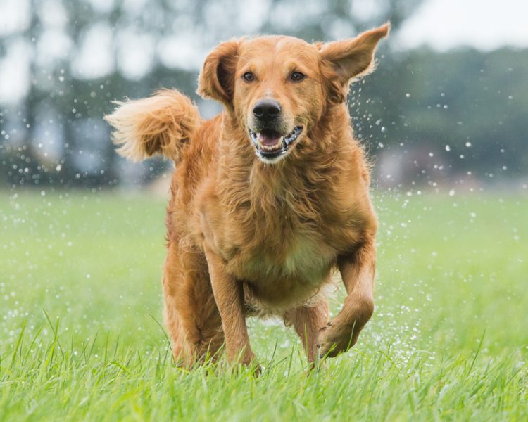 arthrose chien rôle aliments complémentaires