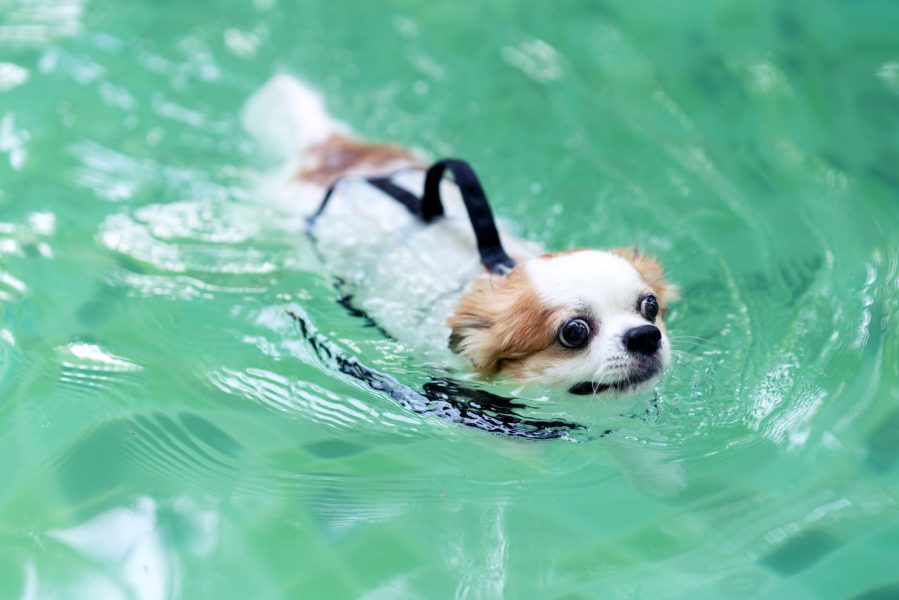 physiothérapie dans le traitement de l’arthrose