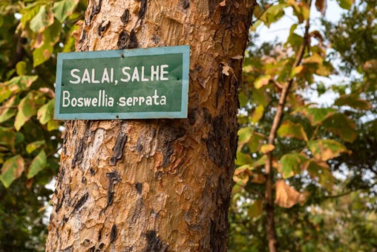 phytothérapie chez le chien